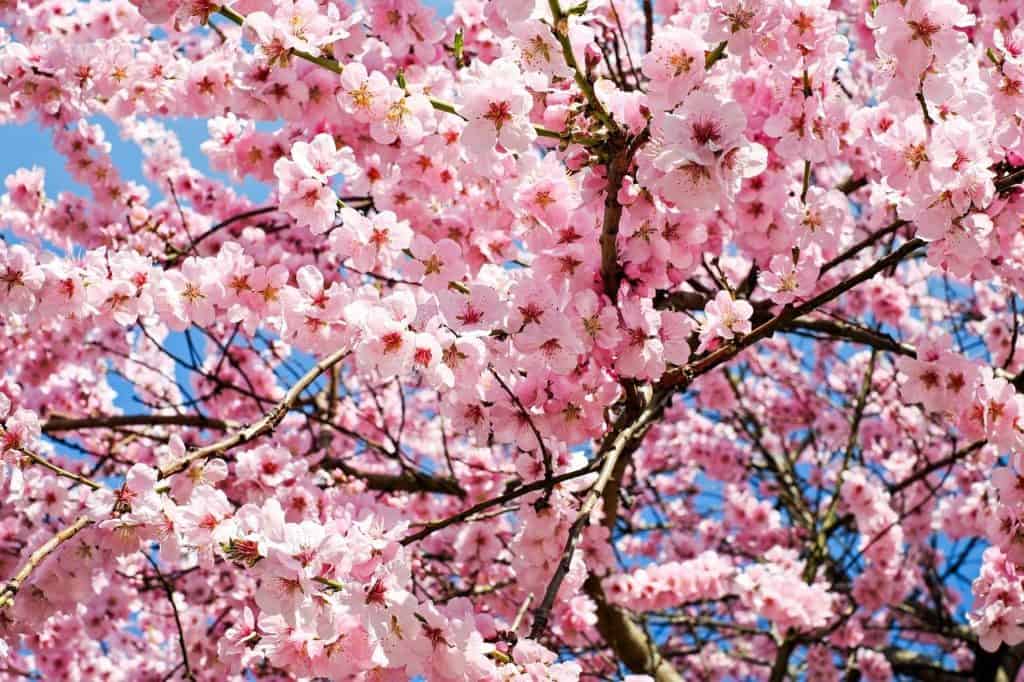 cherry blossom trees