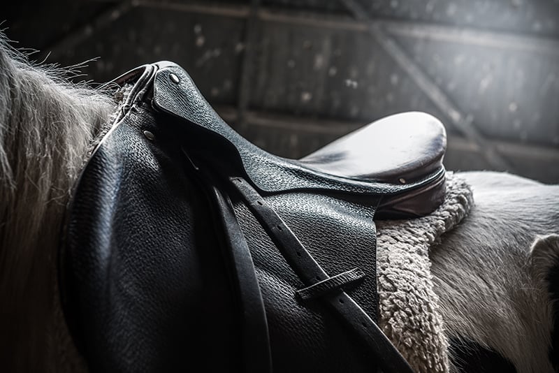 hore photogrpahy saddle