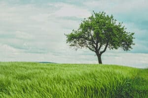 Tree Photography: What To Know & How To Nail It (2025) | Peerspace