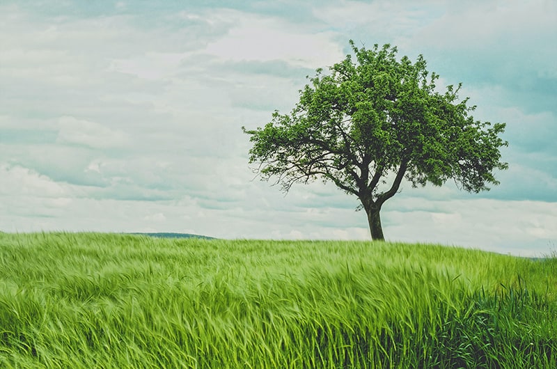 lone tree on a hill