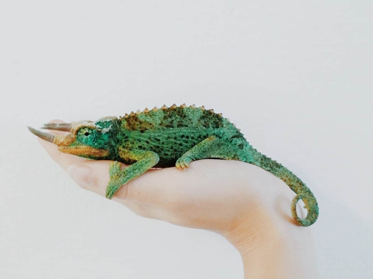 chameleon