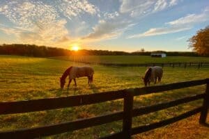 12 Cowgirl Party Ideas To Tap Into Your Inner “Yellowstone” (2025) | Peerspace