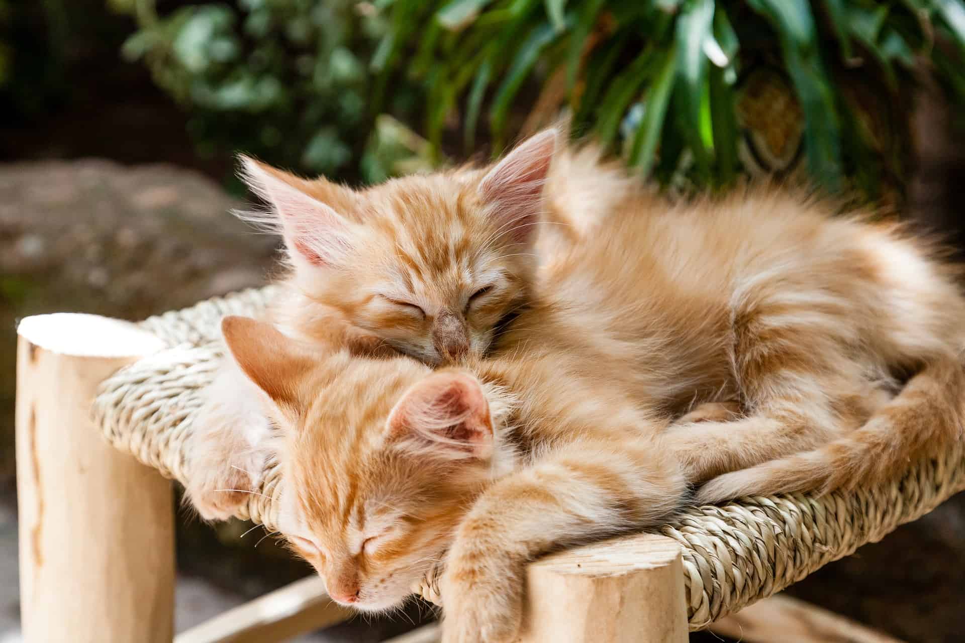kittens in the sun