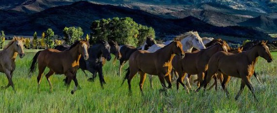 las vegas fine art photographers