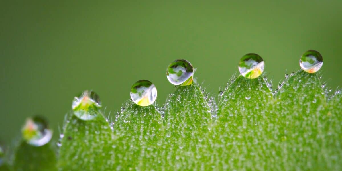 raindrops on leaf