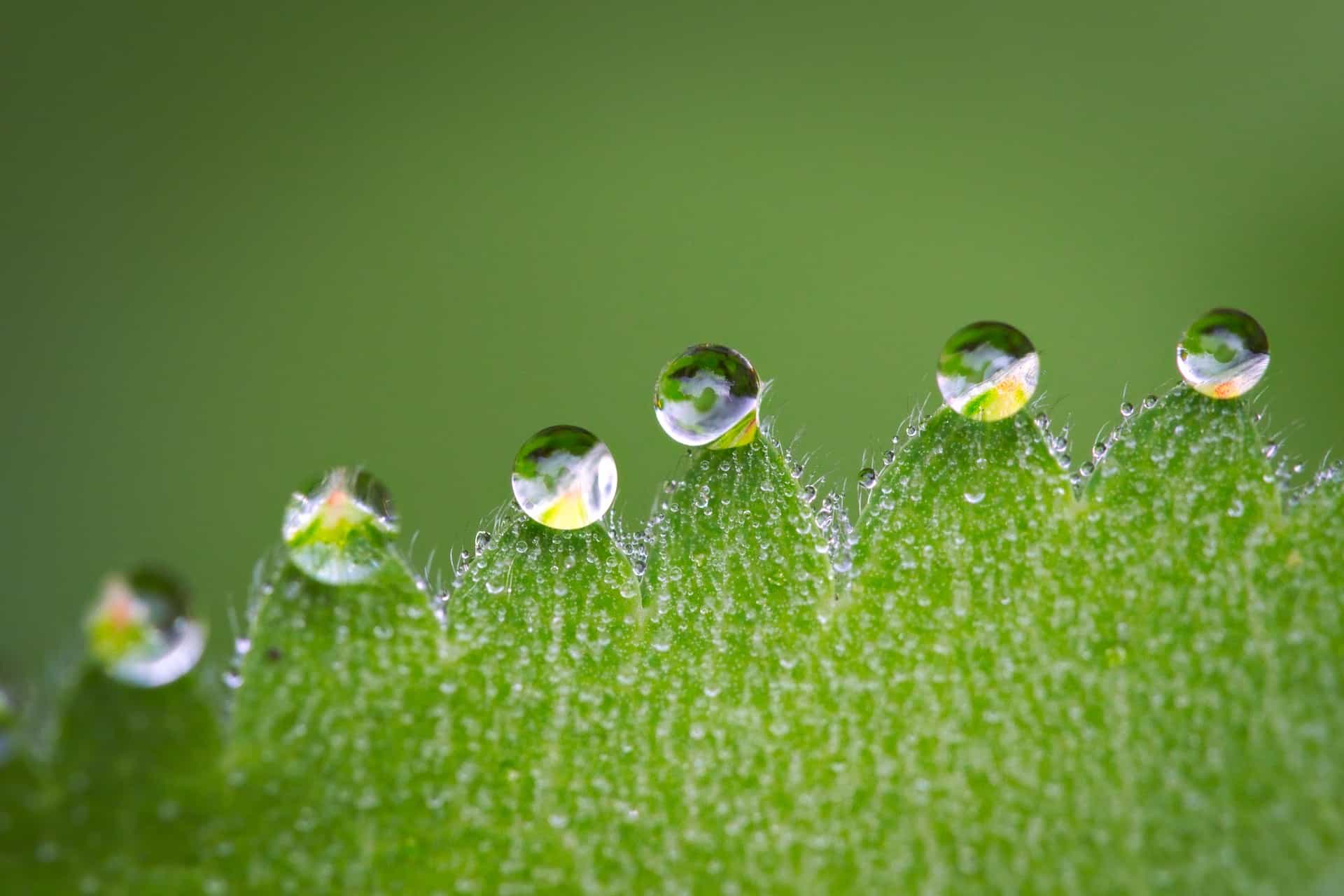 raindrops on leaf