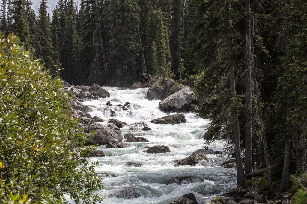 river in calgary wilderness