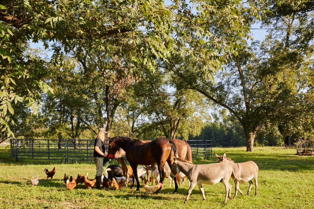 A man tends to a variety of animals on a farm in Florida