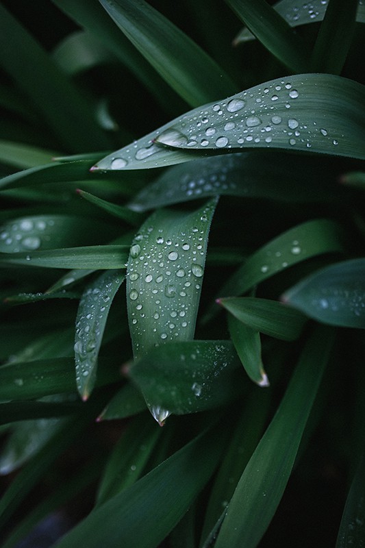 Plant leaves with raindrops on them