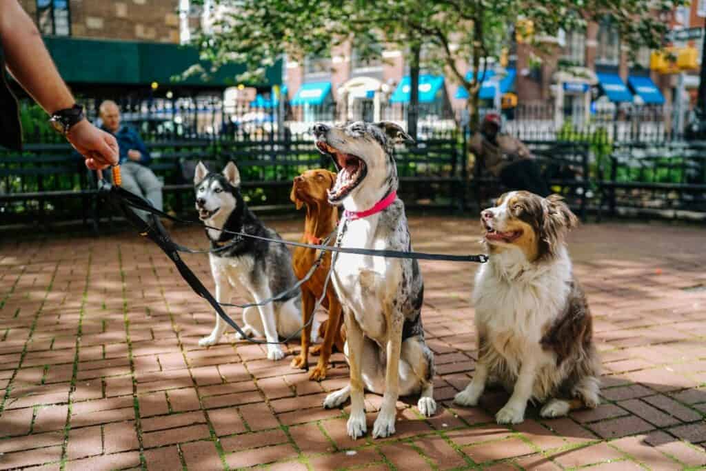 four dogs on leashes in a park