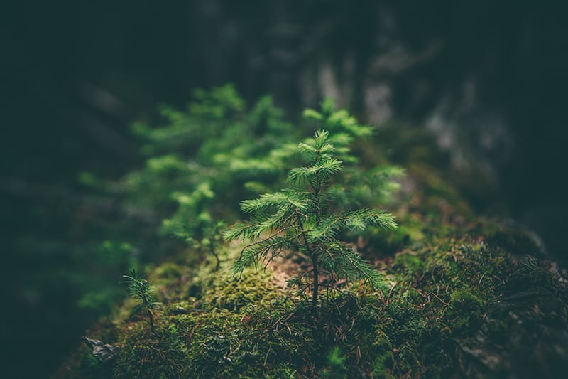 a small pine tree seedling in the forest