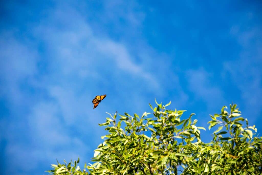 monarch butterfly in flight