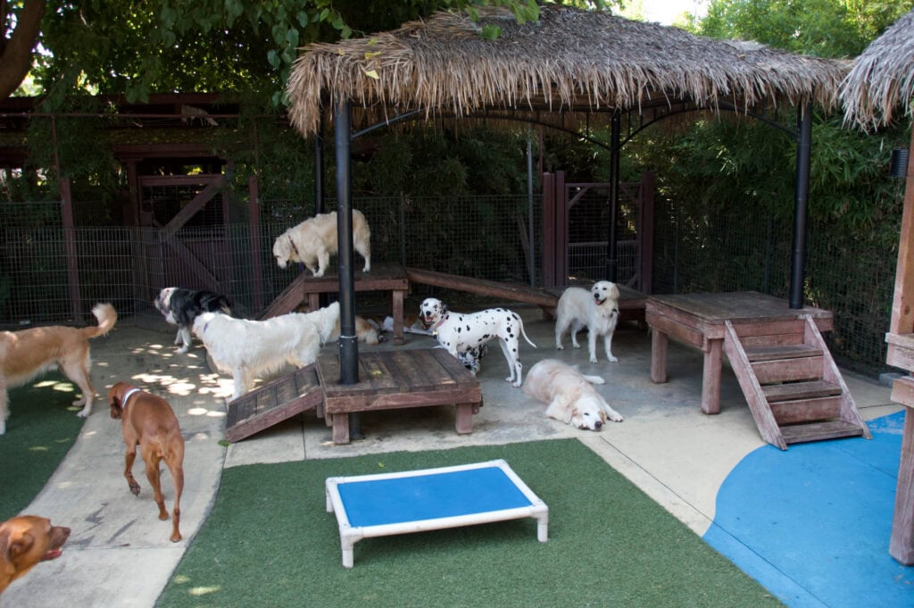 Group of dogs under tiki tent in outdoor space