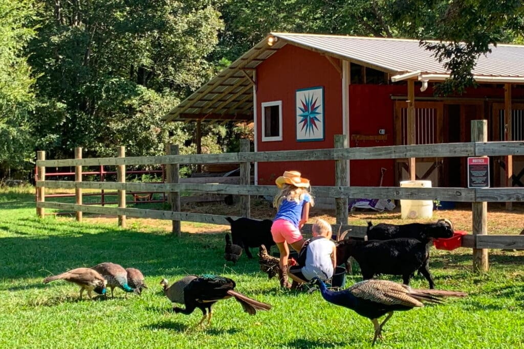 Kids play with baby goats on a farm with a red barn in the background
