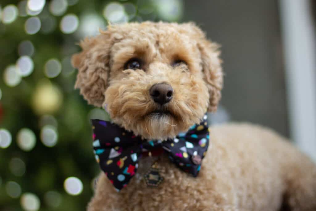 pet fashion dog in bow tie