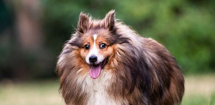 pet photographers in Vancouver