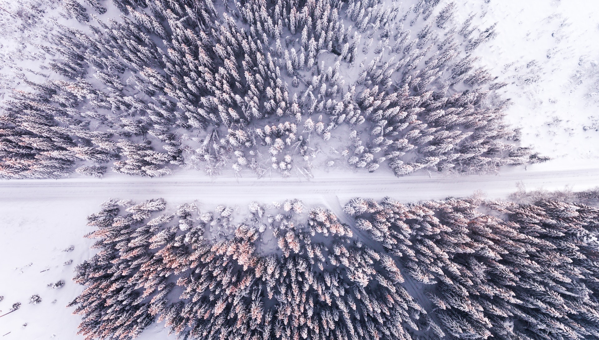 aerial shot of snow-covered trees