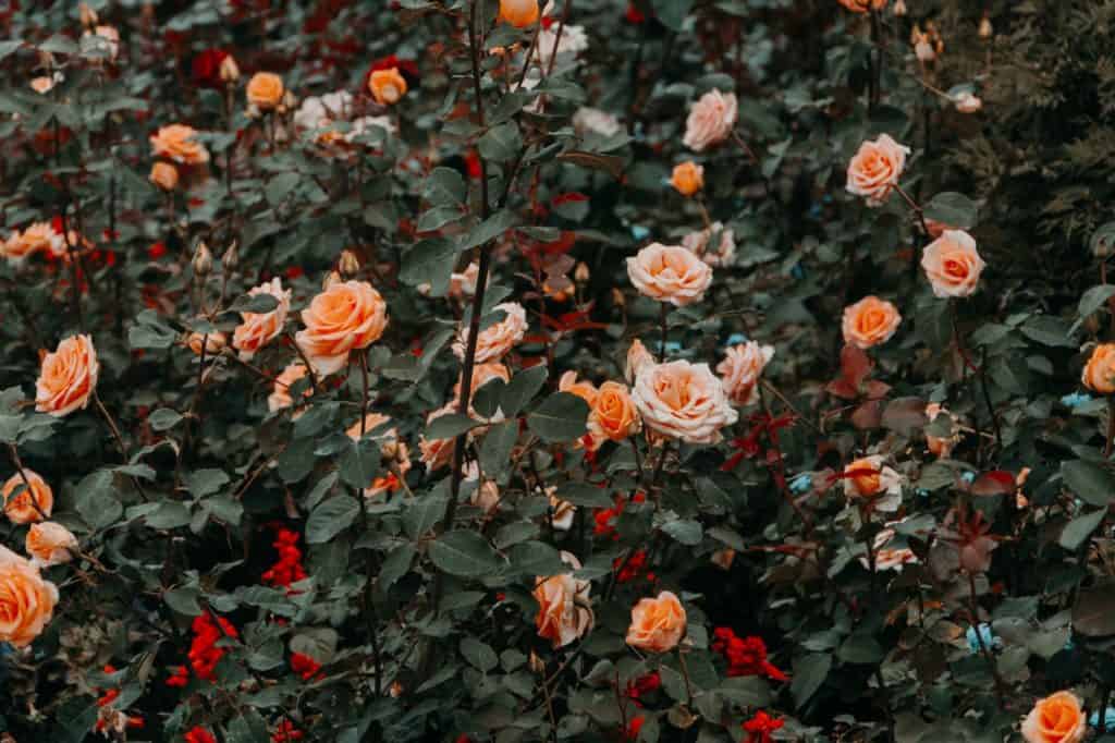 rose garden