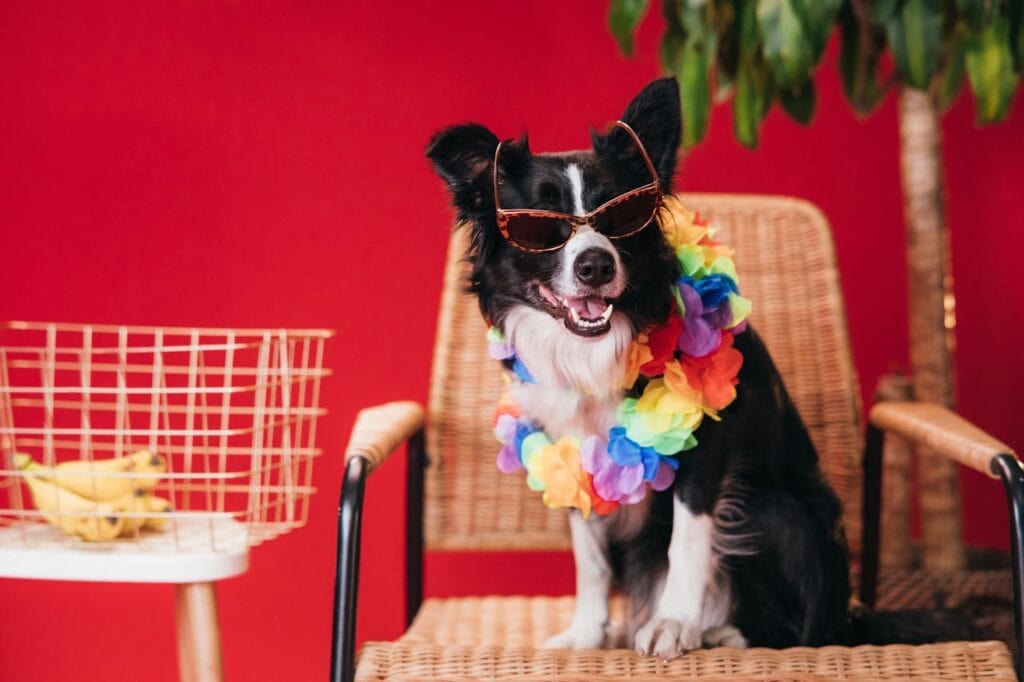 dog in a costume for a luau dog party with lei and sunglasses