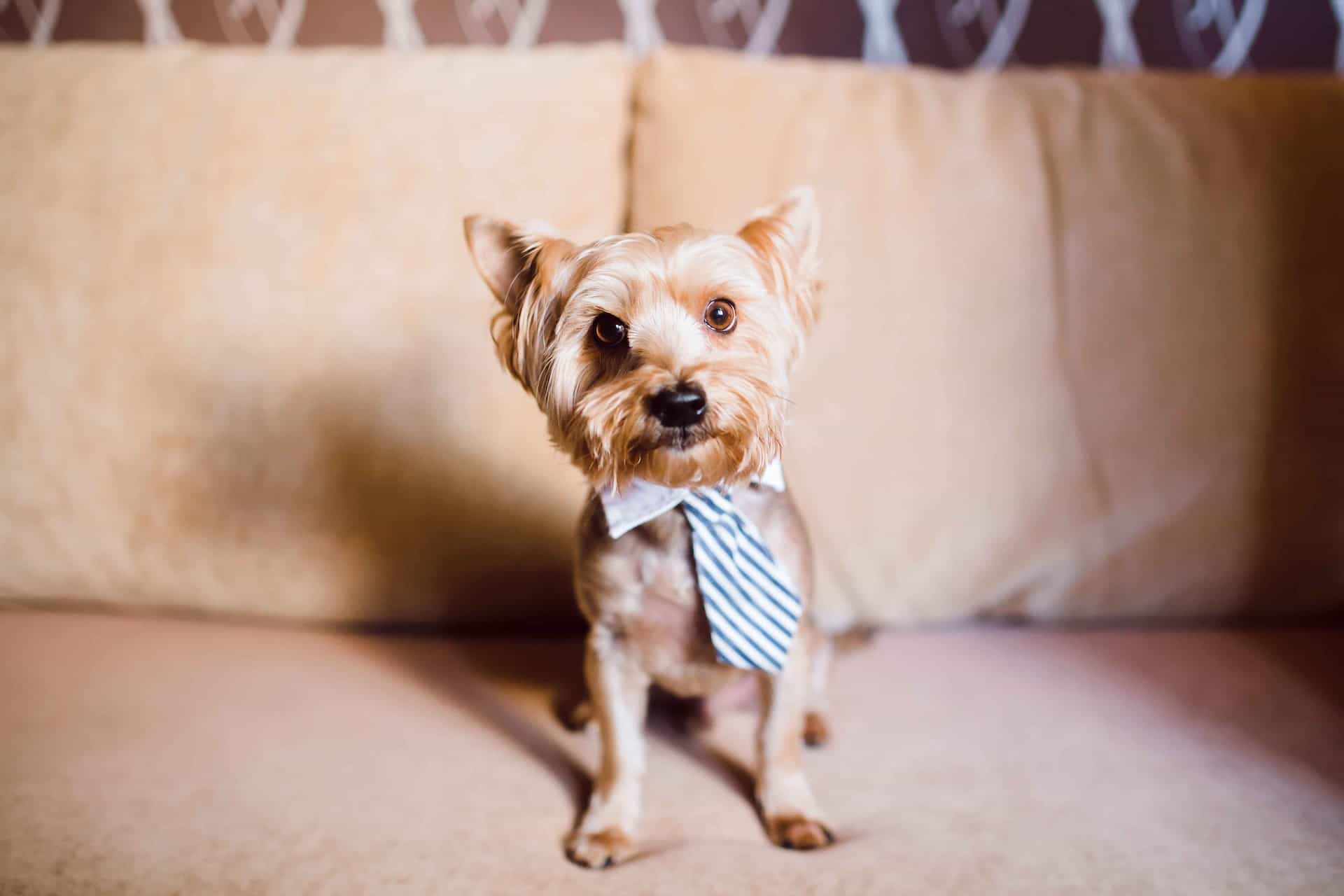 small dog with tie on couch