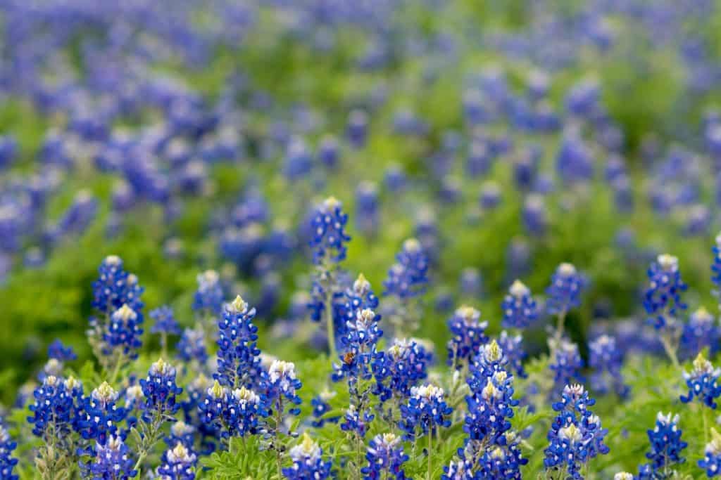 bluebonnet flower field