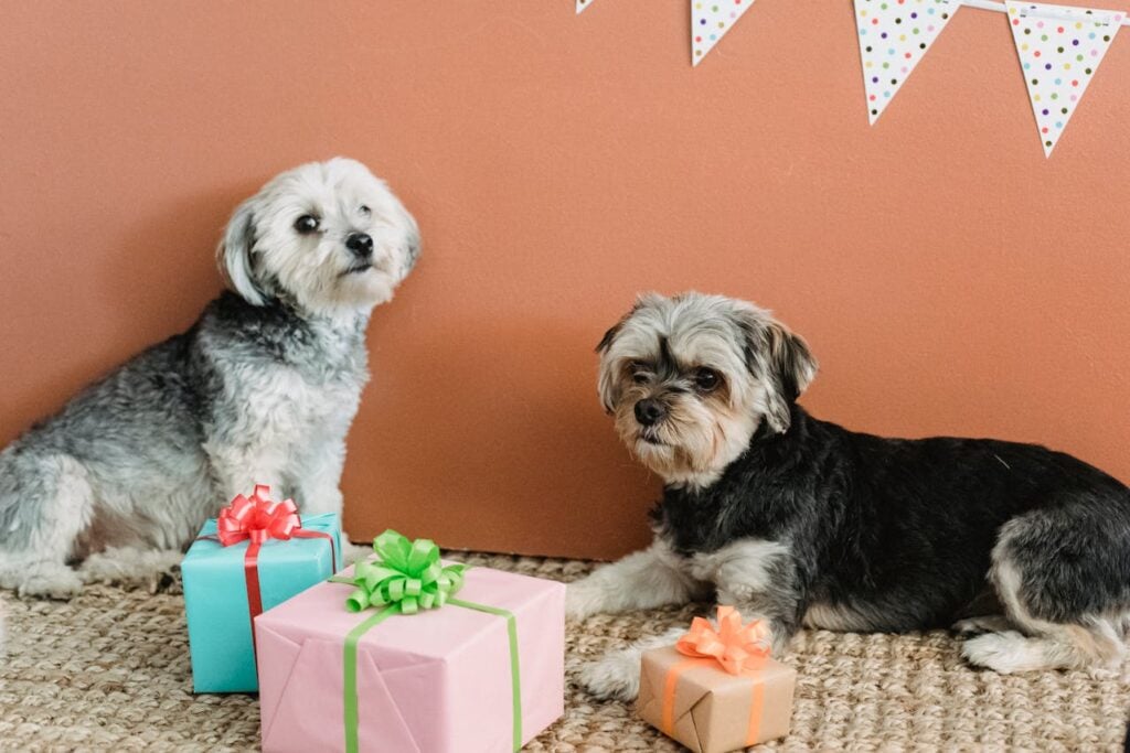 Dog party favors in gift boxes in front of two dogs