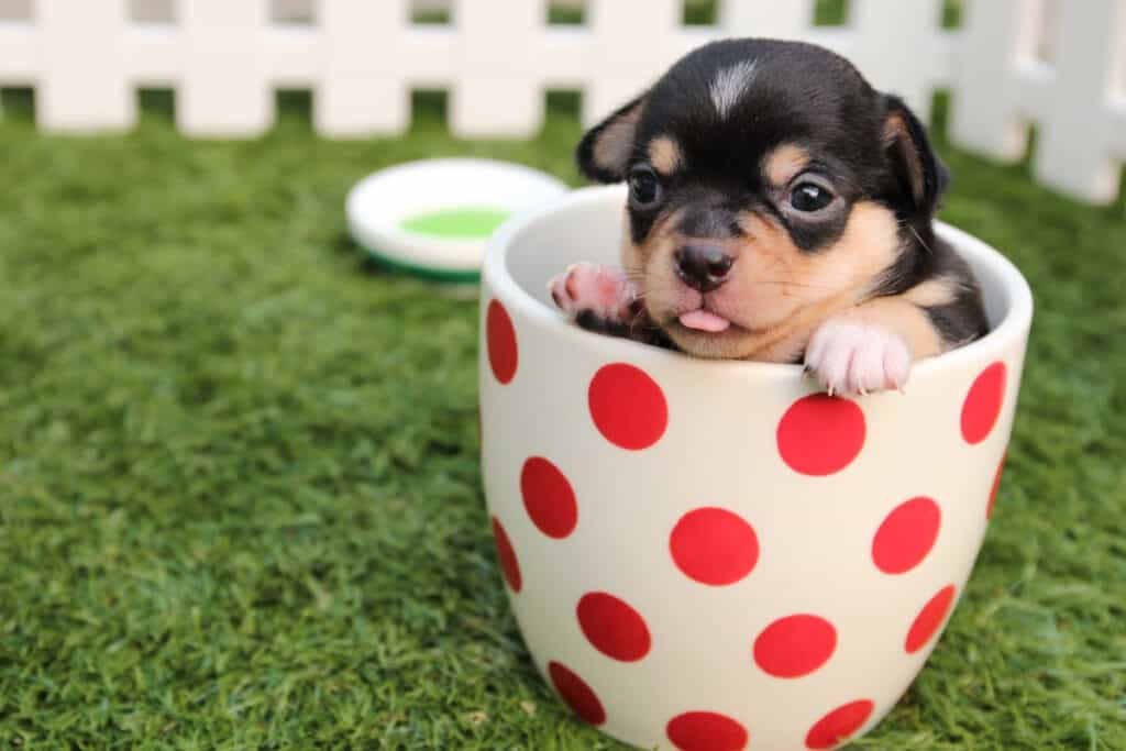 a puppy in a holiday mug