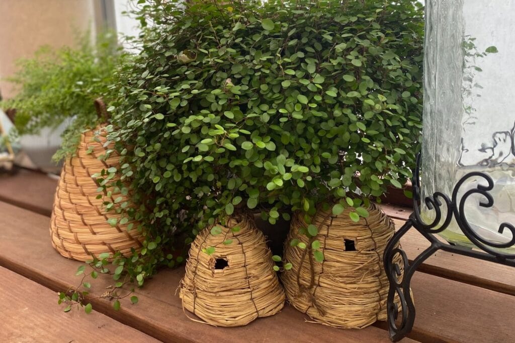 nature-inspired hive decor
