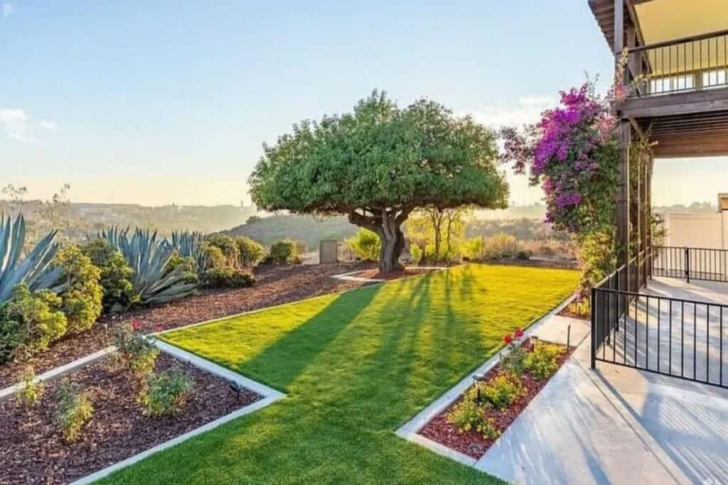 a backyard with a tree overlooking a valley