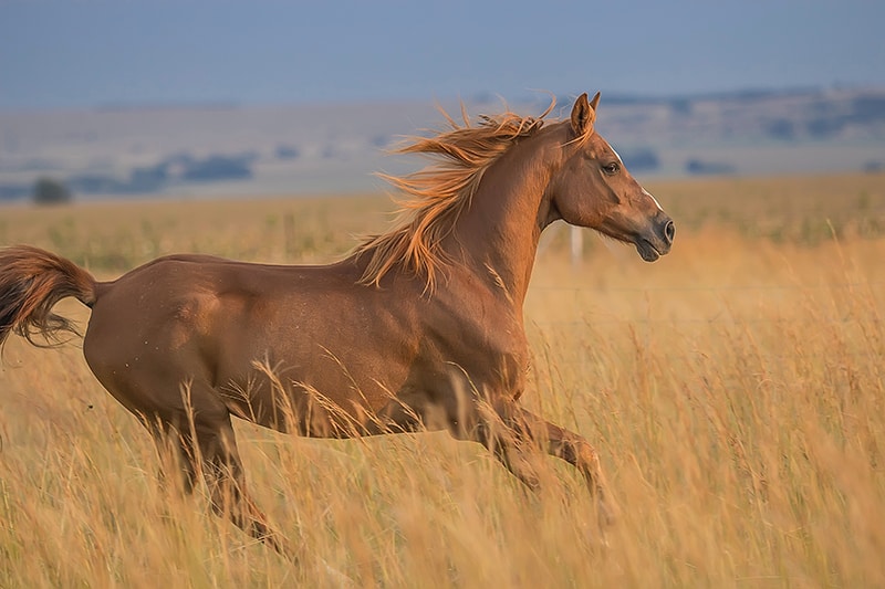 horse photography horse running