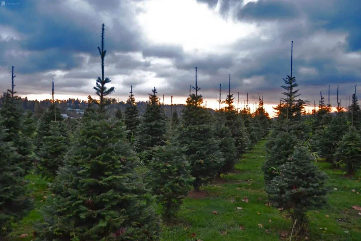 organic christmas tree farm