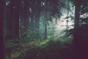Forest Photography: What to Know & How to Nail It | Peerspace