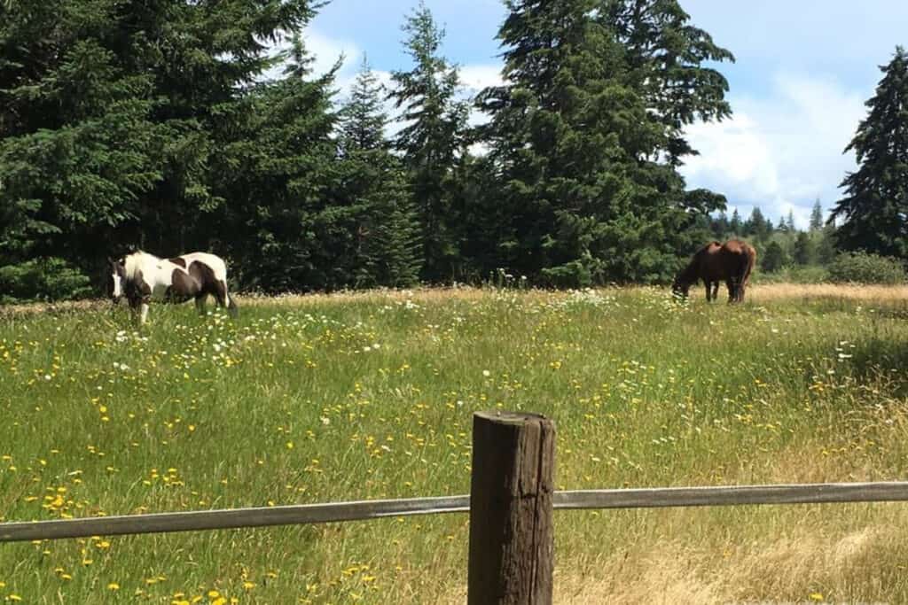 Rural Farm with Horses, heavily wooded trails, fields and wetlands.