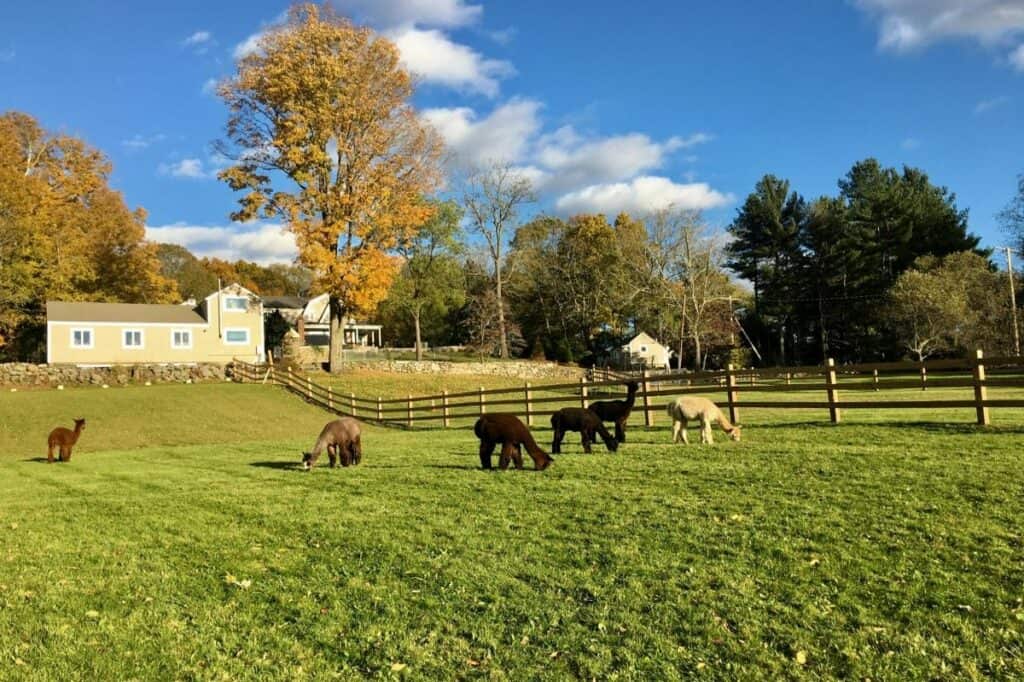 alpaca farm in sherborn, ma