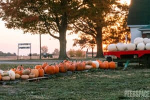 13 Sweet, Spooky Halloween Gender Reveal Ideas | Peerspace