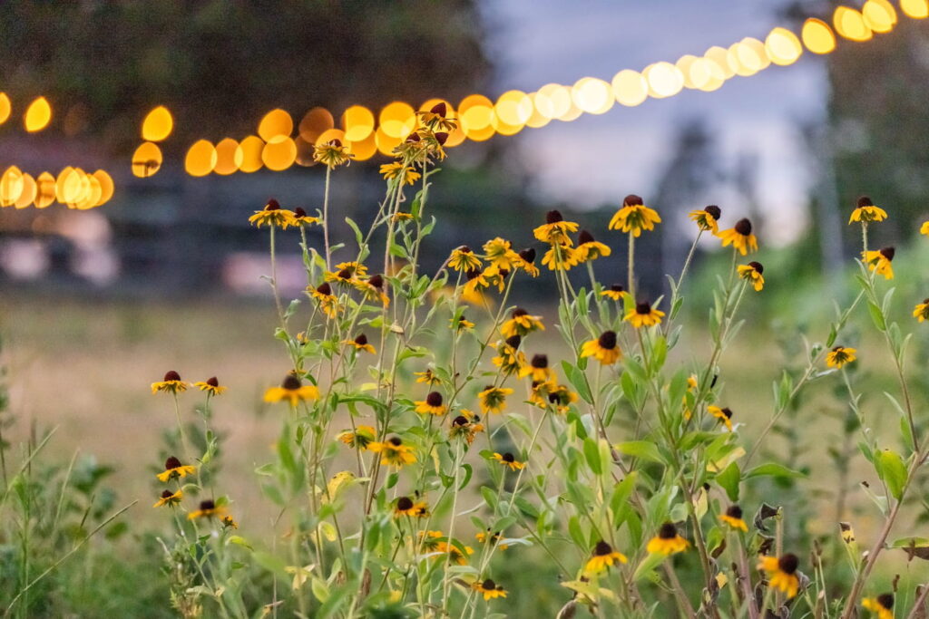 Wildflowers in the foreground of a farm with string lights in the distance