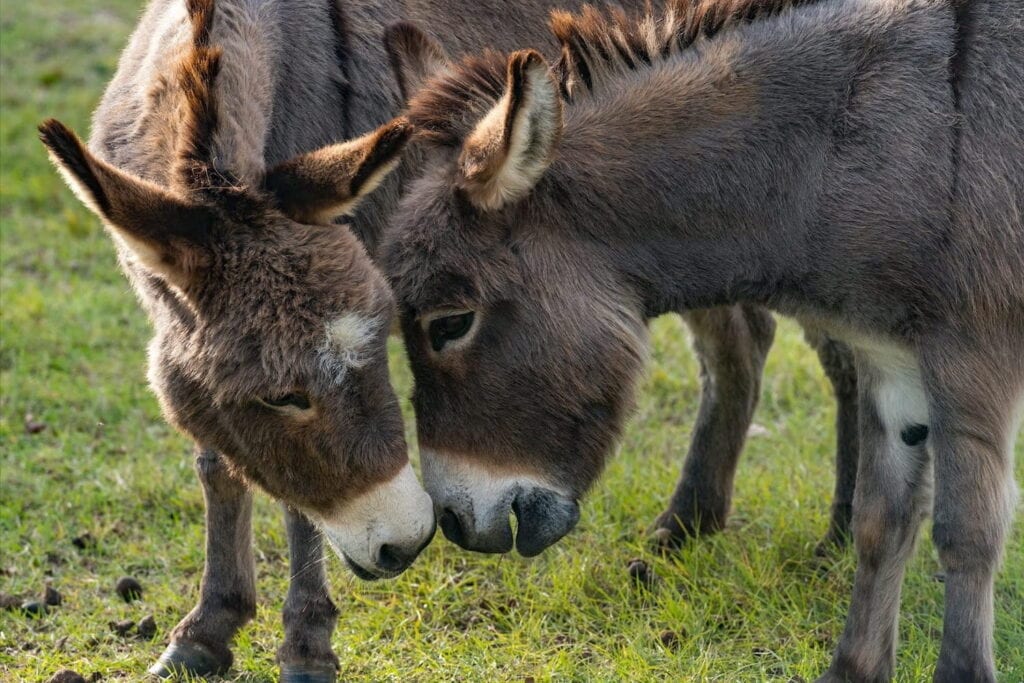 Two small farm animals snuggle up in a field