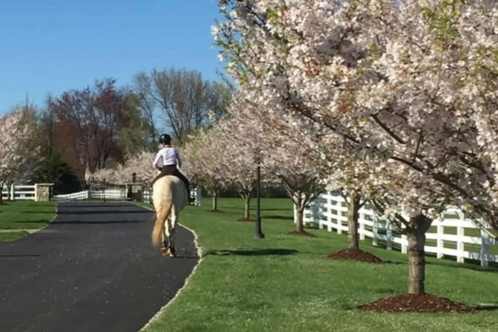 Horse Farm with many areas for indoor or outdoor photo shoots- horse/pond/pool