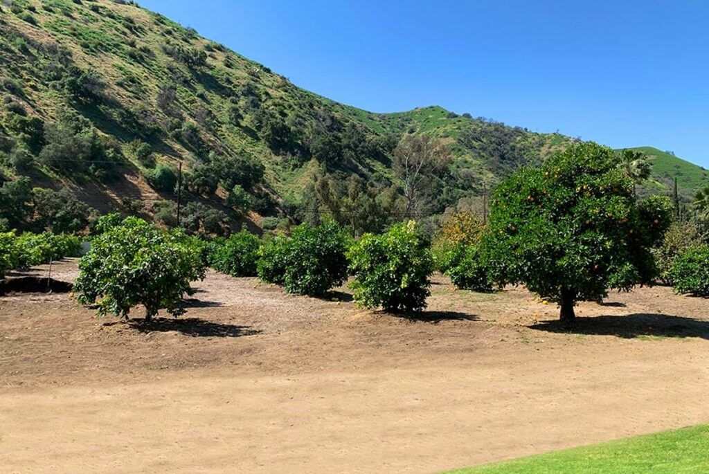 Outdoor Wedding Venue ~ Citrus Grove