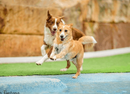 The 10 Best Pet Photographers in Sydney - Peerspace The 10 Best Pet Photographers in Sydney - Peerspace