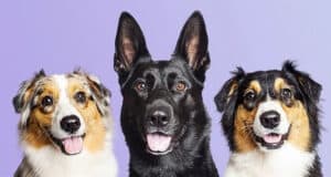 The 7 Best Pet Photographers in Tallahassee | Peerspace