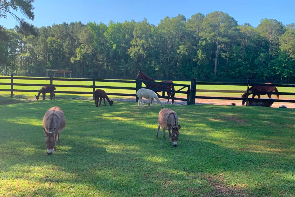  a large farm with a petting zoo