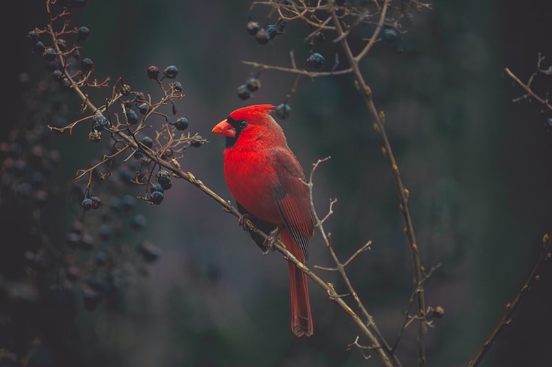 red cardinal sitting on a branch
