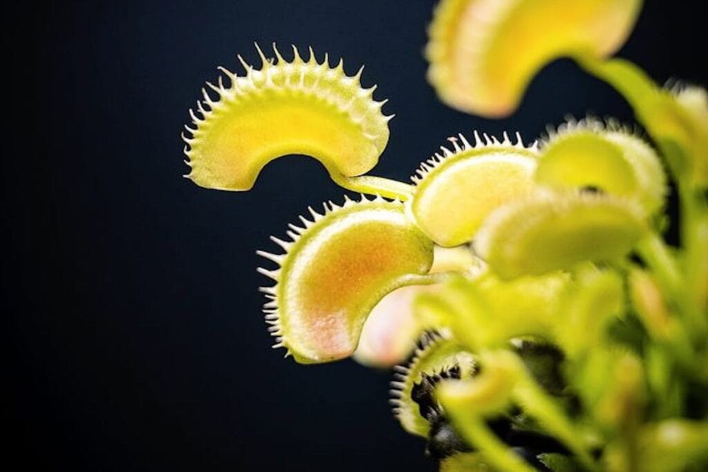 Closeup images of Venus flytrap plant