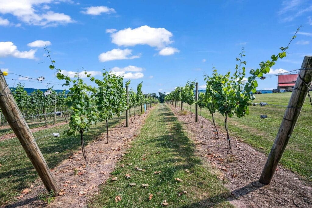 Shot of a row of trees at a vineyard in Pennsylvania