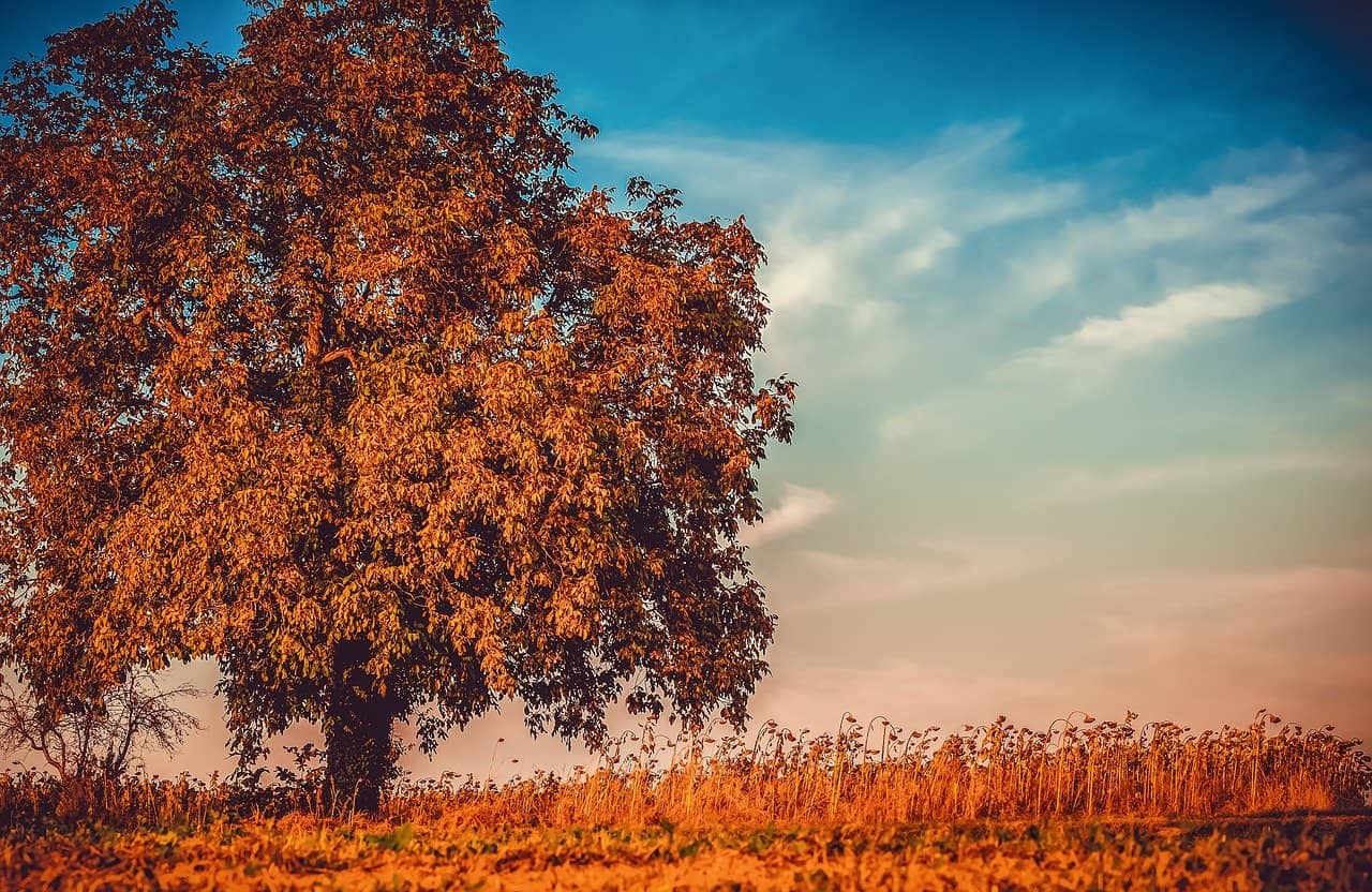 autumn field