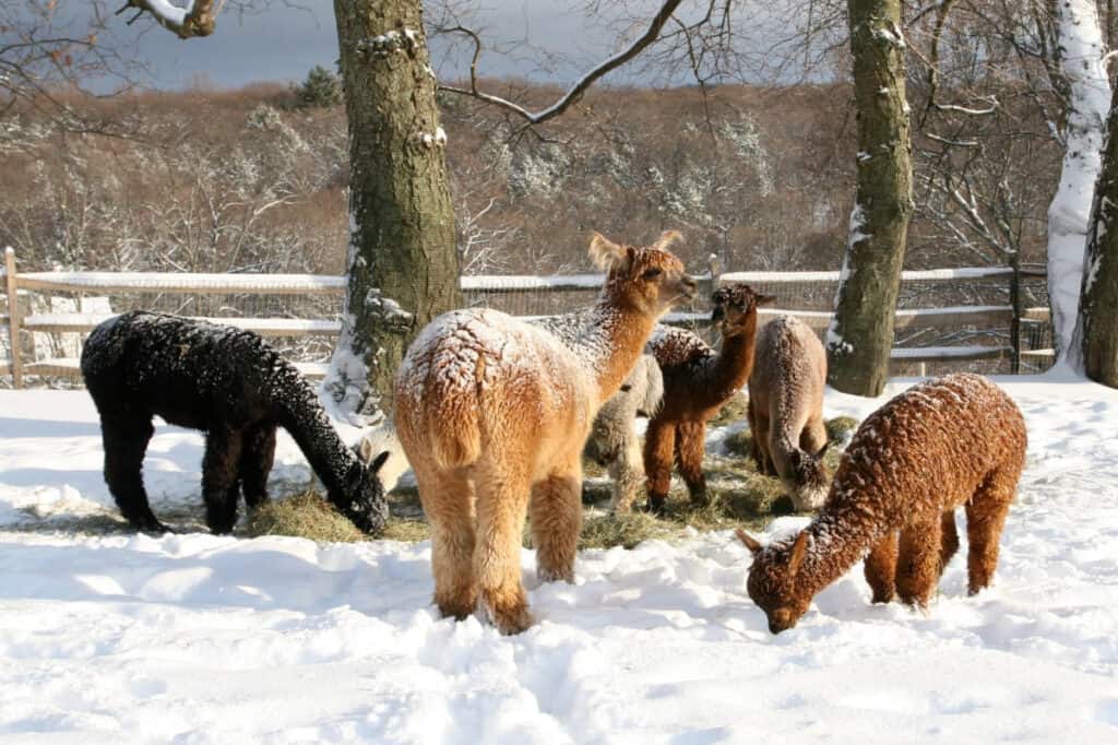 alpaca farm in westchester