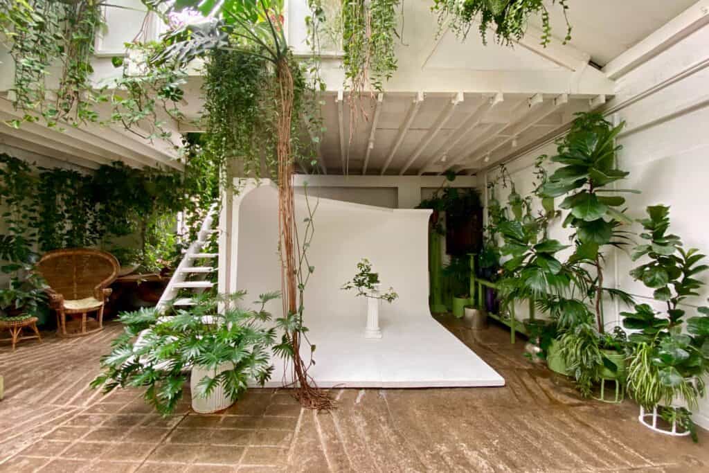 Photo studio with a white backdrop, lush green plants, wicker chair, and natural light for a botanical shoot.