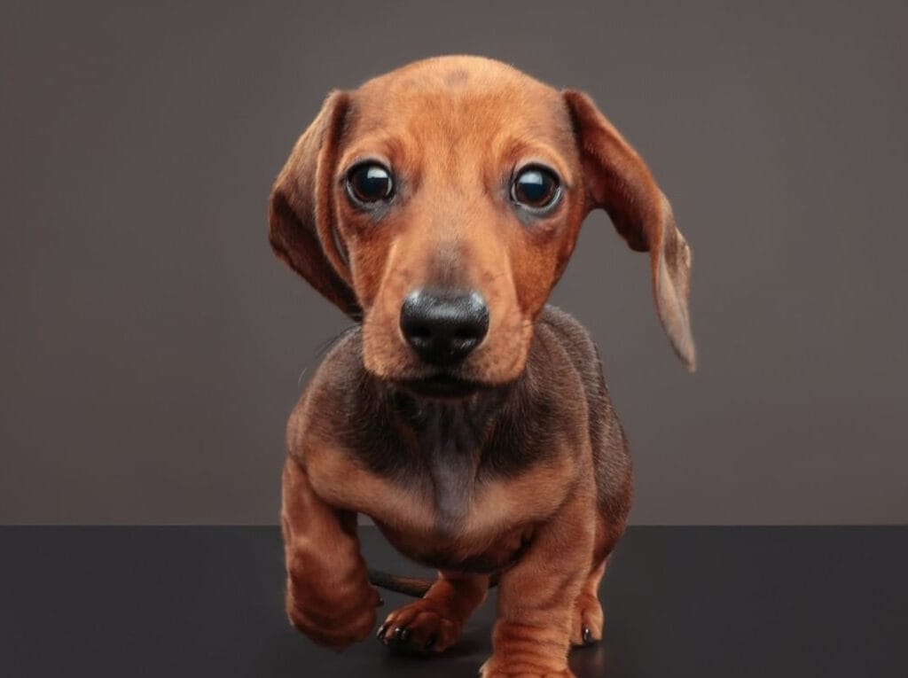 The 8 Best Pet Photographers in Glasgow | Peerspace
