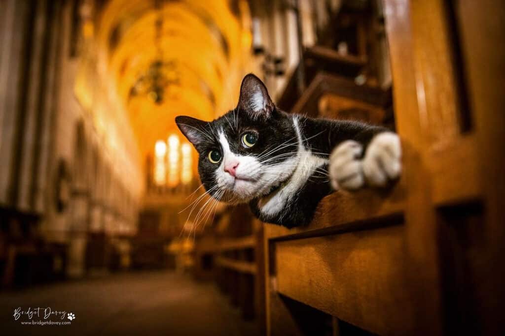 The 7 Best Pet Photographers in London | Peerspace